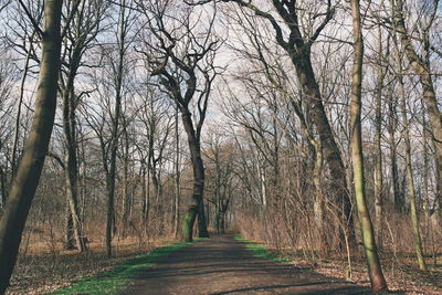 Pathway along trees in forest