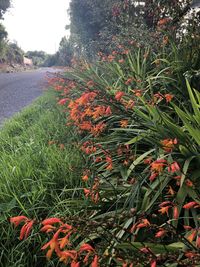 Close-up of red flowering plants on field