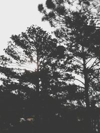 Low angle view of trees in forest against sky