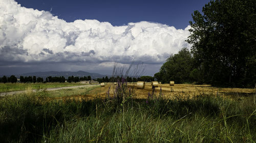 Scenic view of agricultural field against sky