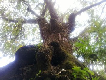 Low angle view of trees