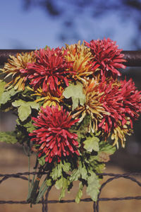 Close-up of red flowers blooming against sky