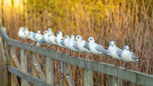 Flock of birds on railing