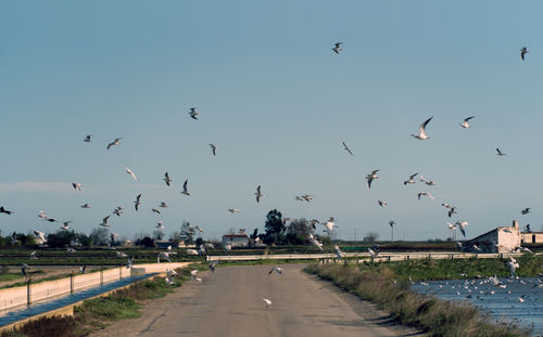 Birds flying over road