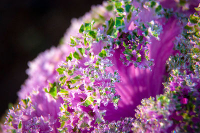 Close-up of pink flowering plant