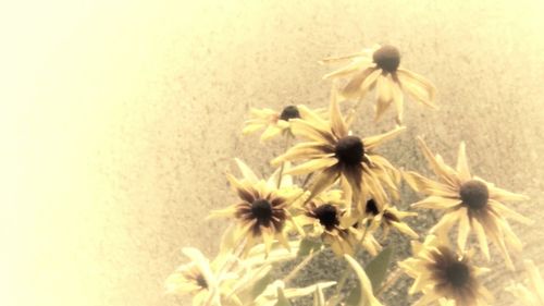 Close-up of yellow flowering plant