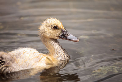 Close-up of duck swimming in lake