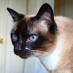 Close-up of cat looking away at home