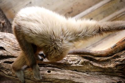 One monkey on a trunk
