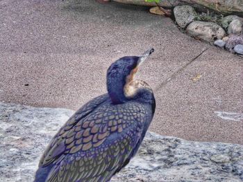 High angle view of bird perching on field