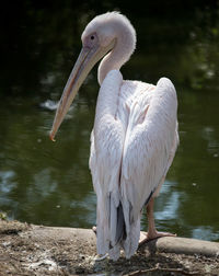 View of pelican at lakeshore