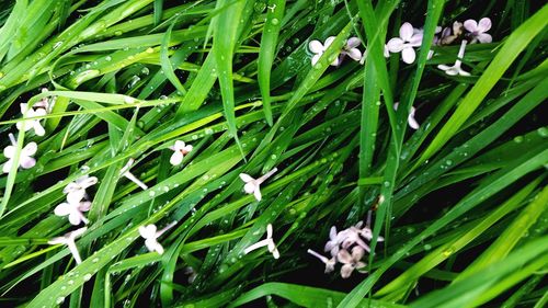 Close-up of green plants on grass