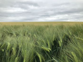 Scenic view of wheat field against sky