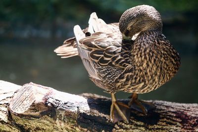 Close-up of mallard duck