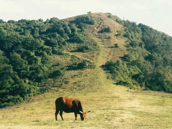 Horse grazing in a field