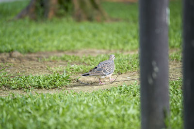 Side view of a bird on land