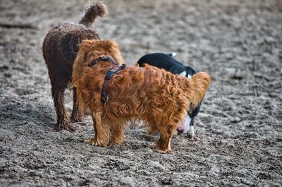 Full length of a dog on field