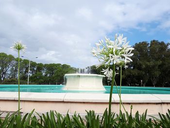 Swimming pool by trees against sky