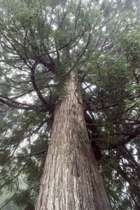 Low angle view of tree in forest