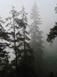 Pine trees in forest during winter