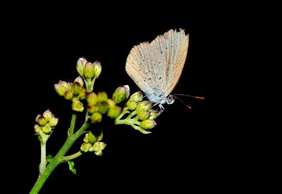 Close-up of insect on flower against black background