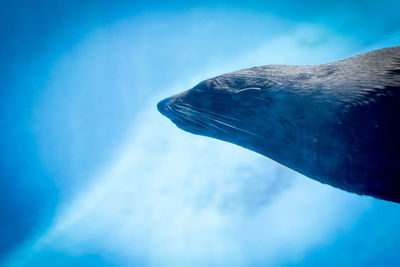Close-up of sea underwater