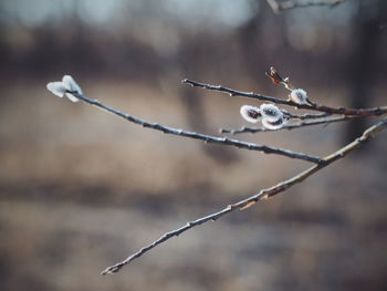 Close-up of water drop on twig