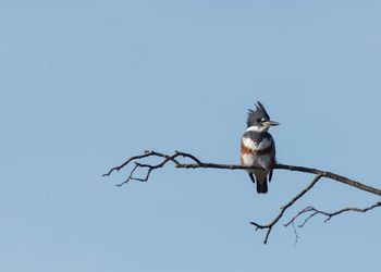 Low angle view of bird perching on branch against clear blue sky