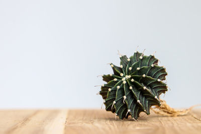 Close-up of cactus against clear wall