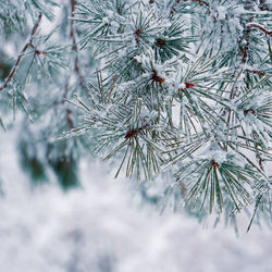 Close-up of pine tree during winter