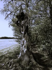 Trees in forest against sky