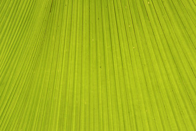 Full frame shot of palm leaves