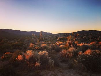 Plants growing on field against clear sky at desert