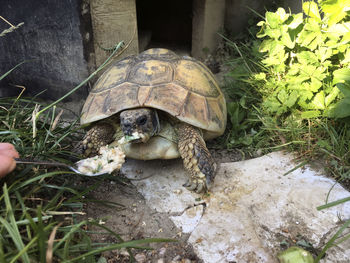 Close-up of shells on field