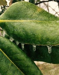 Close-up of damaged plant