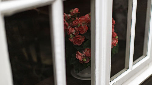 Close-up of white rose on window