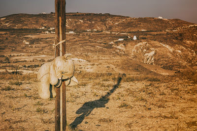 View of a horse on field