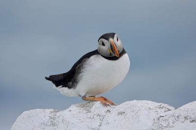 Puffin on rock against sky