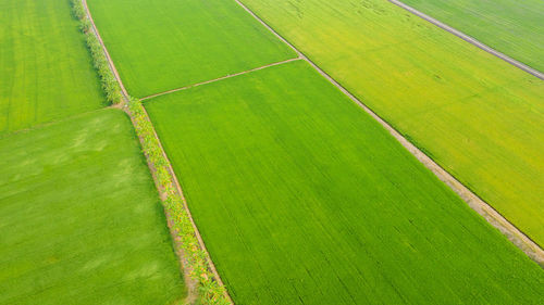 Scenic view of agricultural field