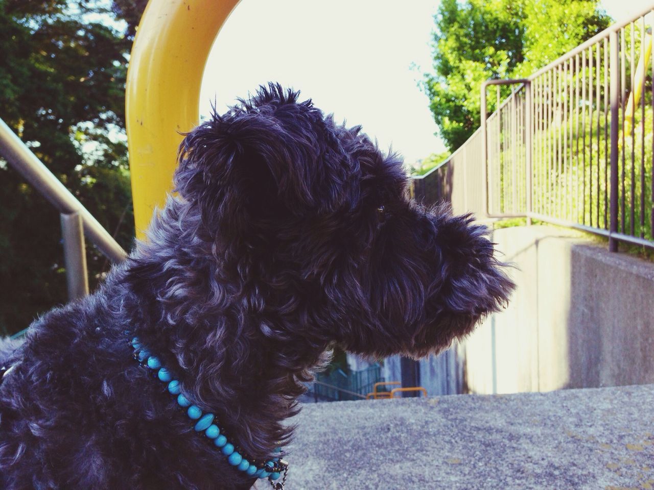 one animal, animal themes, domestic animals, pets, mammal, dog, animal head, close-up, black color, animal hair, fence, animal body part, day, yellow, no people, outdoors, livestock, tree, zoology, sunlight