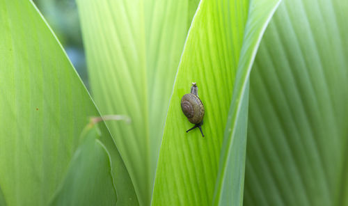 Close-up of a bird on leaf