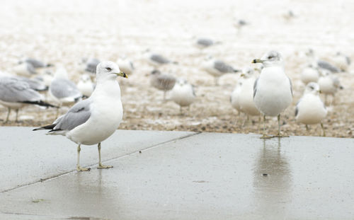 Close-up of seagull perching on sand at beach