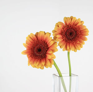 Close-up of orange daisy against white background