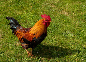 Rooster on field