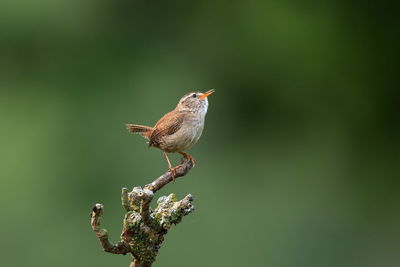 Close-up of bird perching on a branch