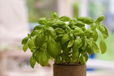 Close-up of a pot of basil against a bokeh background