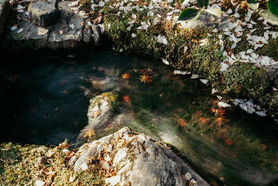 High angle view of stream flowing through rocks in forest