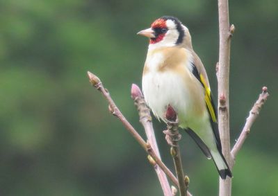 Close-up of bird perching on tree