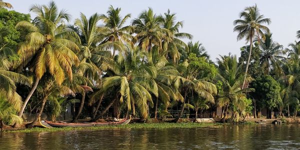 Scenic view of palm trees against sky