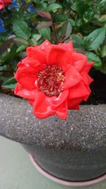 Close-up of red flower